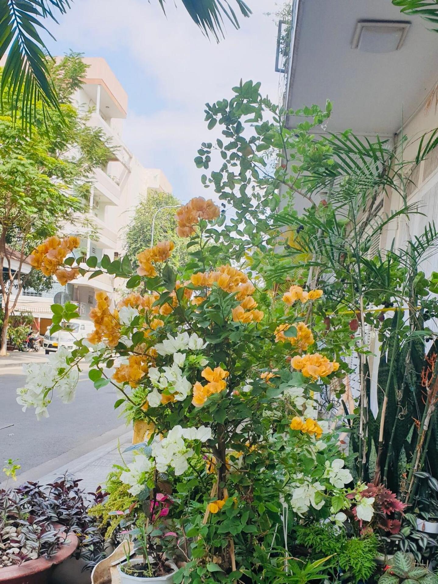 Chez Lotus Rose * Ho Chi Minh City